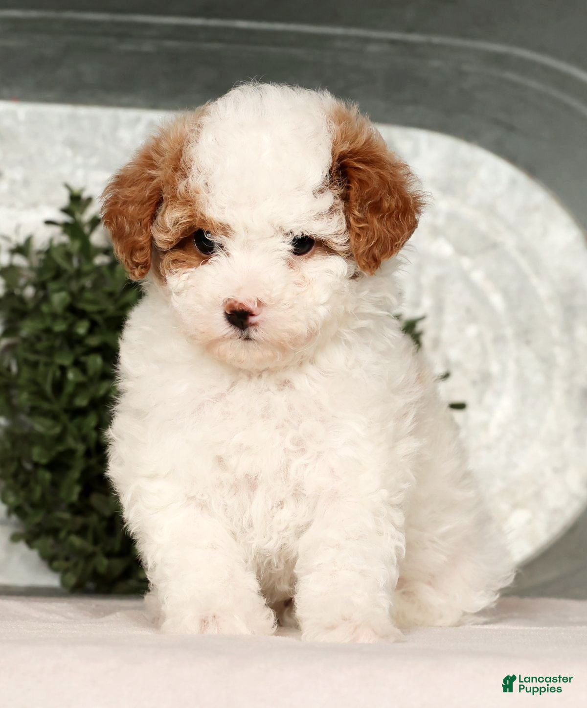 Toy Poodle dogs Misty - Ad 3