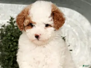 Toy Poodle dogs Misty - Ad 3