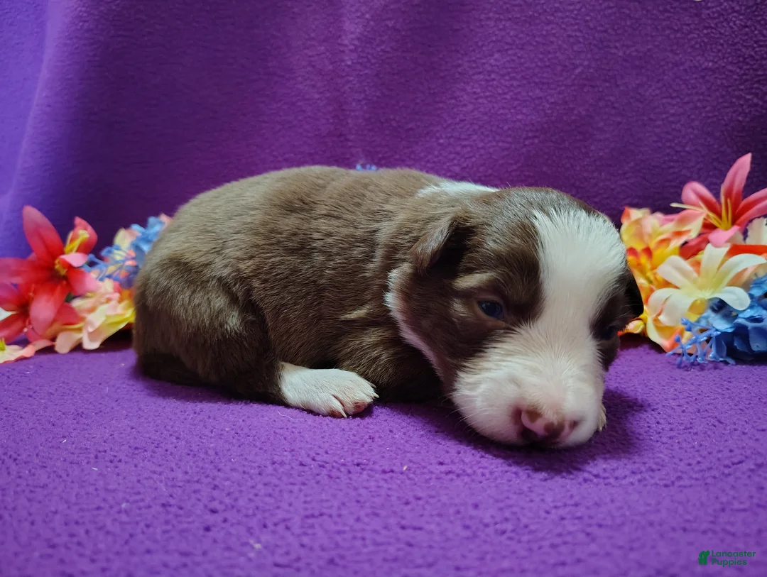 Border Collie dogs for sale: Chichi - Ad 1