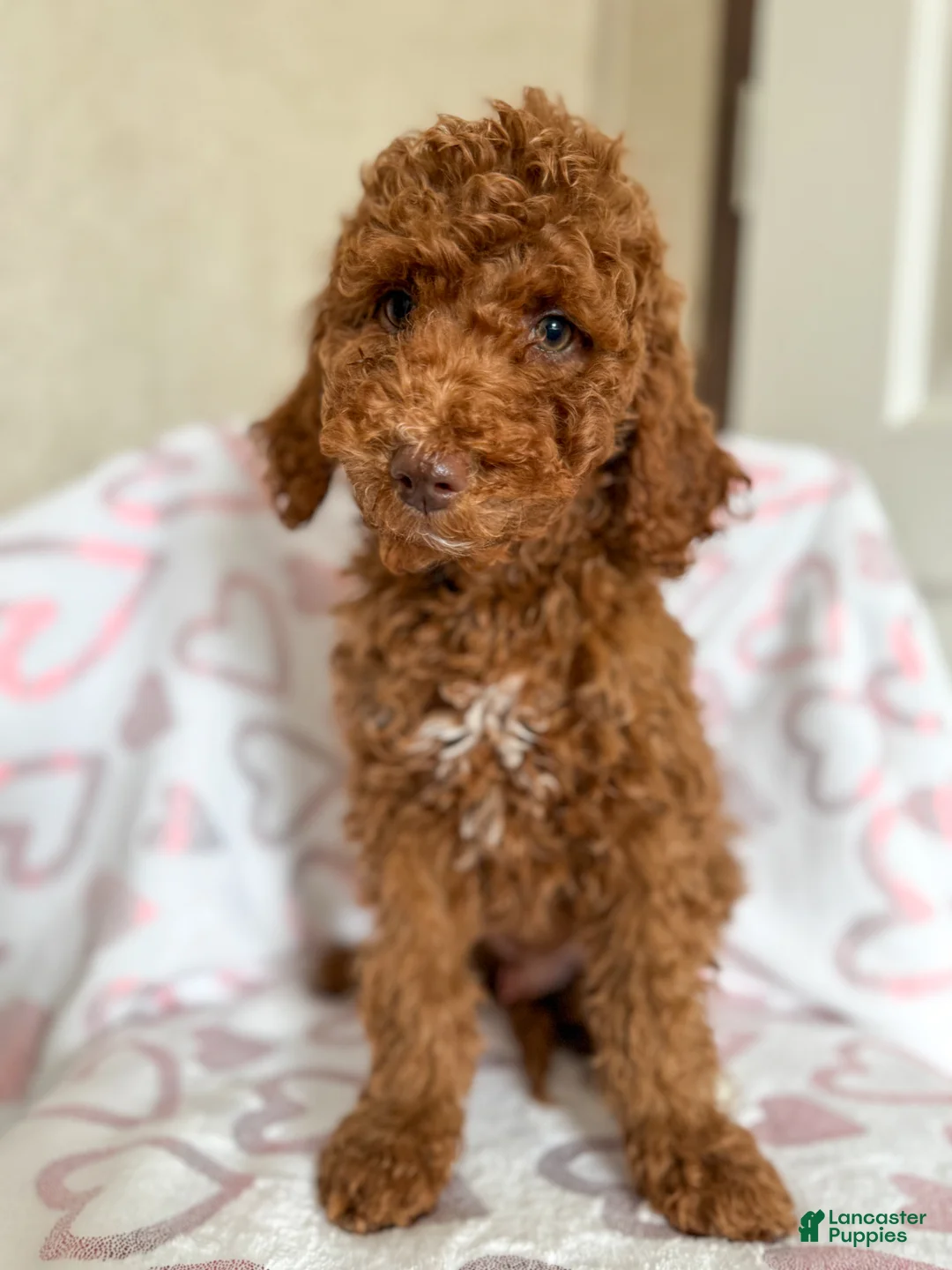 Goldendoodle dogs for sale: Stu Lou  - Ad 4