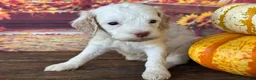Cockapoo dogs for sale: Rosie - Ad 4