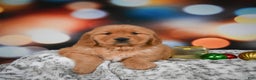 Golden Retriever dogs for sale: Mia - Ad 8