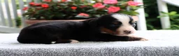 Bernese Mountain Dog dogs for sale: Kiara - Ad 3