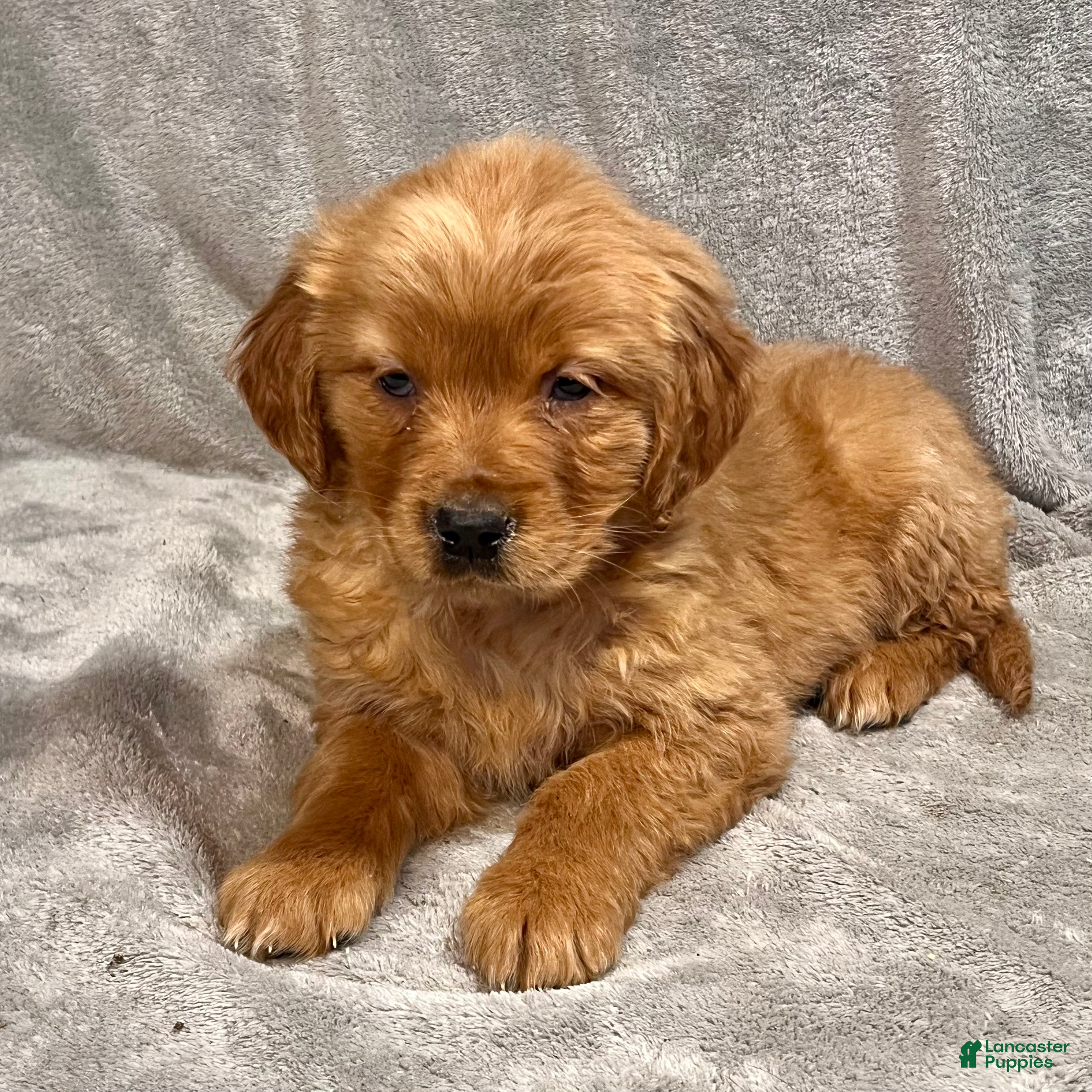 Golden Retriever dogs Rory - Ad 1