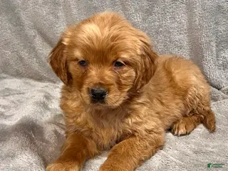 Golden Retriever dogs for sale: Rory - Ad 1