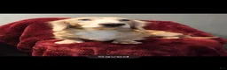 Miniature Dachshund dogs for sale: Chance - Ad 5