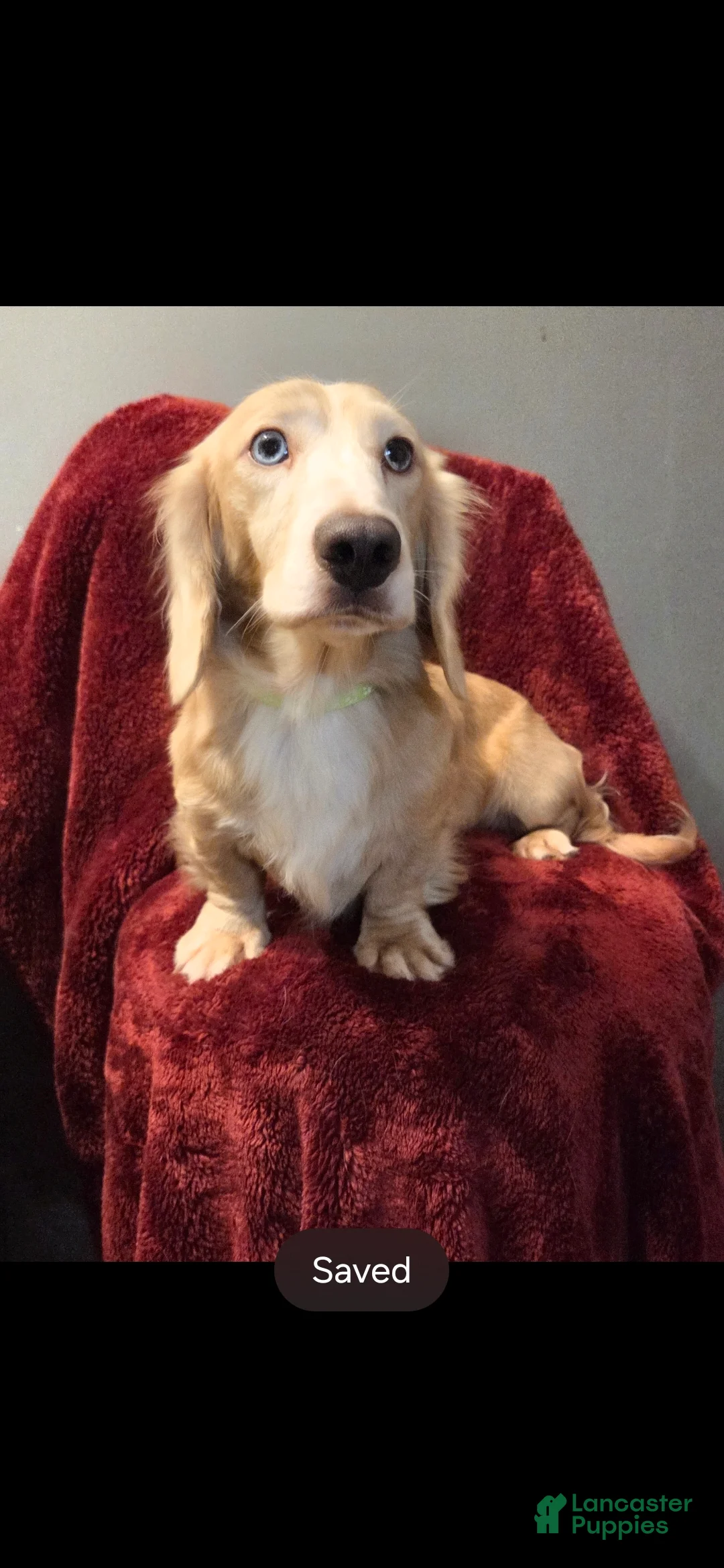 Miniature Dachshund dogs for sale: Chance - Ad 5