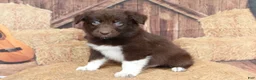 Australian Shepherd dogs for sale: Bear - Ad 2