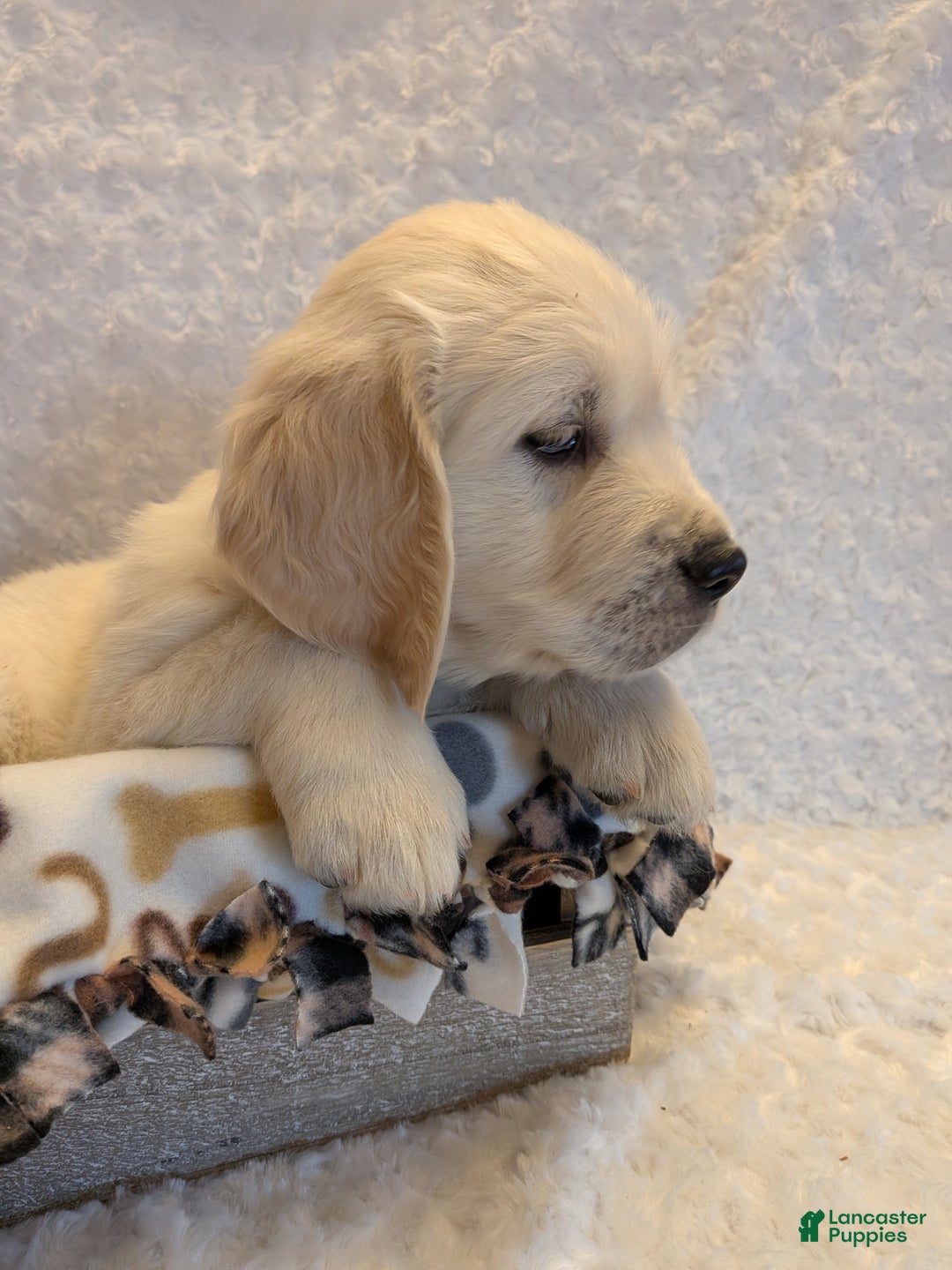 Golden Retriever dogs for sale: Ebenezer - Ad 2
