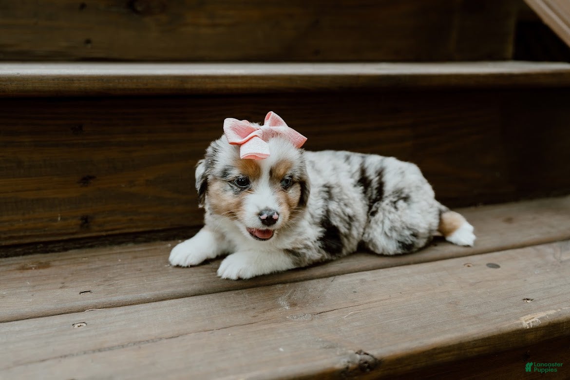 Miniature Australian Shepherd dogs Lavender - Ad 2