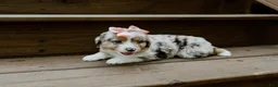 Miniature Australian Shepherd dogs for sale: Lavender - Ad 2