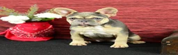 French Bulldog dogs for sale: Roxy - Ad 3