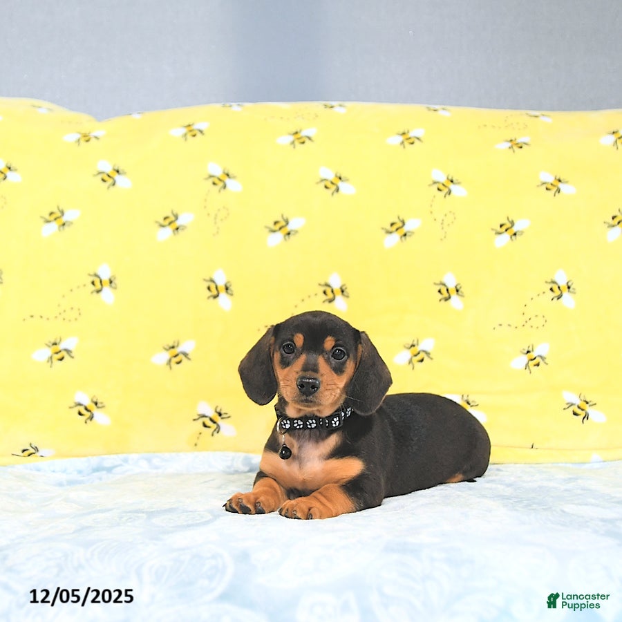 Miniature Dachshund dogs Paige - Ad 25