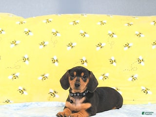 Miniature Dachshund dogs Paige - Ad 27