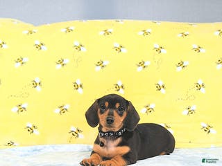 Miniature Dachshund dogs Paige - Ad 26
