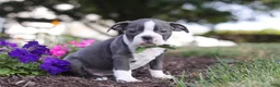 Boston Terrier dogs for sale: Bradie - Ad 17
