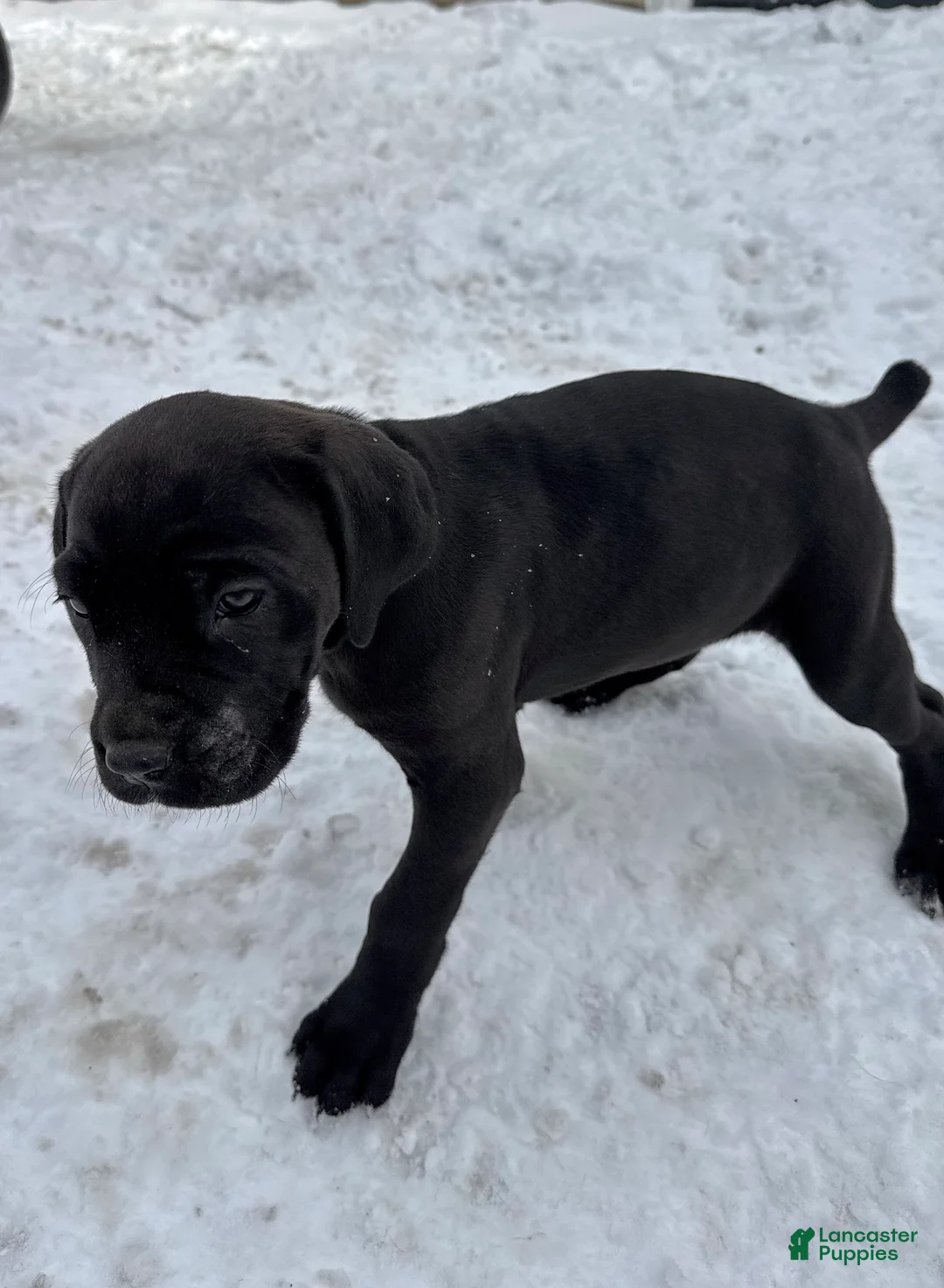 Cane Corso dogs for sale: Jade - Ad 3