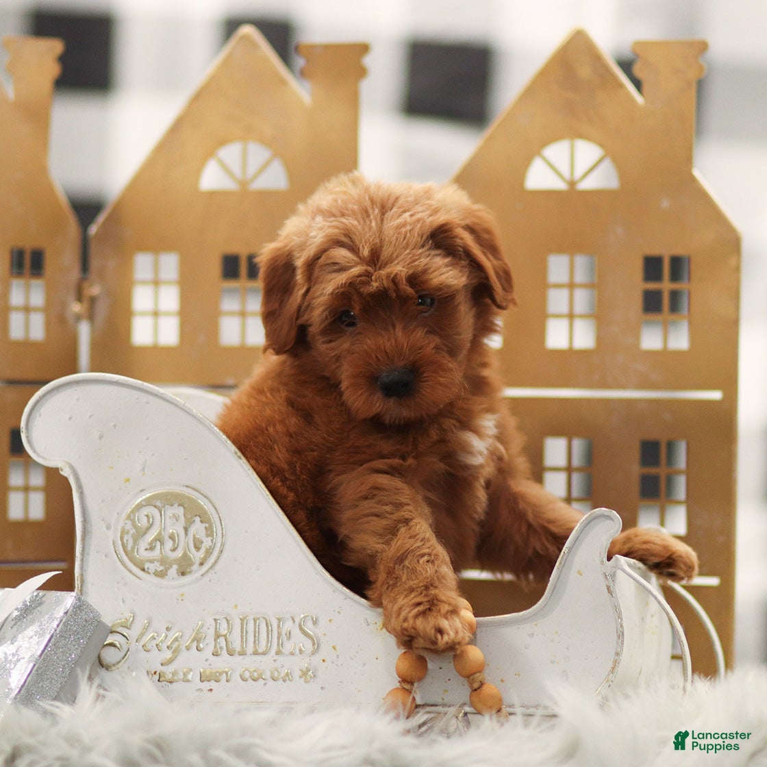 Goldendoodle dogs Lyle - Ad 5