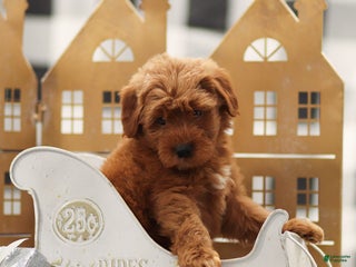 Goldendoodle dogs Lyle - Ad 35