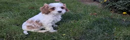 Cavapoo dogs for sale: Mr Benny - Ad 22