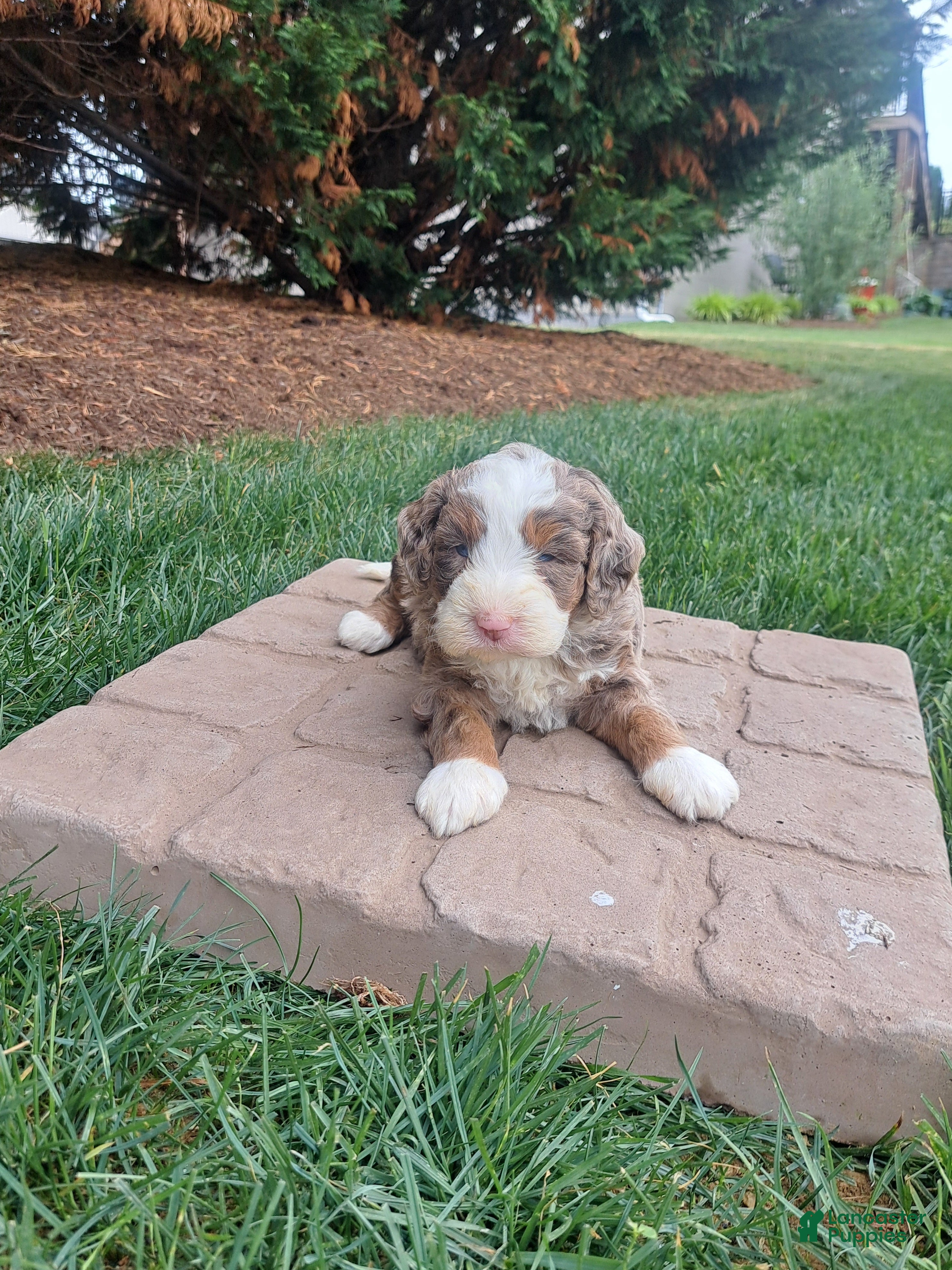 Mini Bernedoodle dogs Rover  - Ad 2