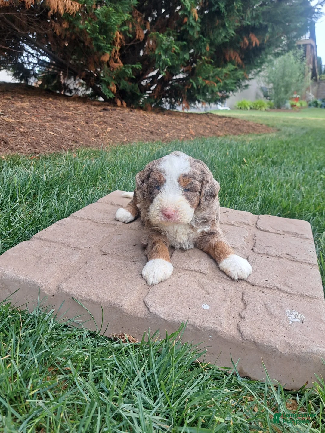 Mini Bernedoodle dogs for sale: Rover  - Ad 2