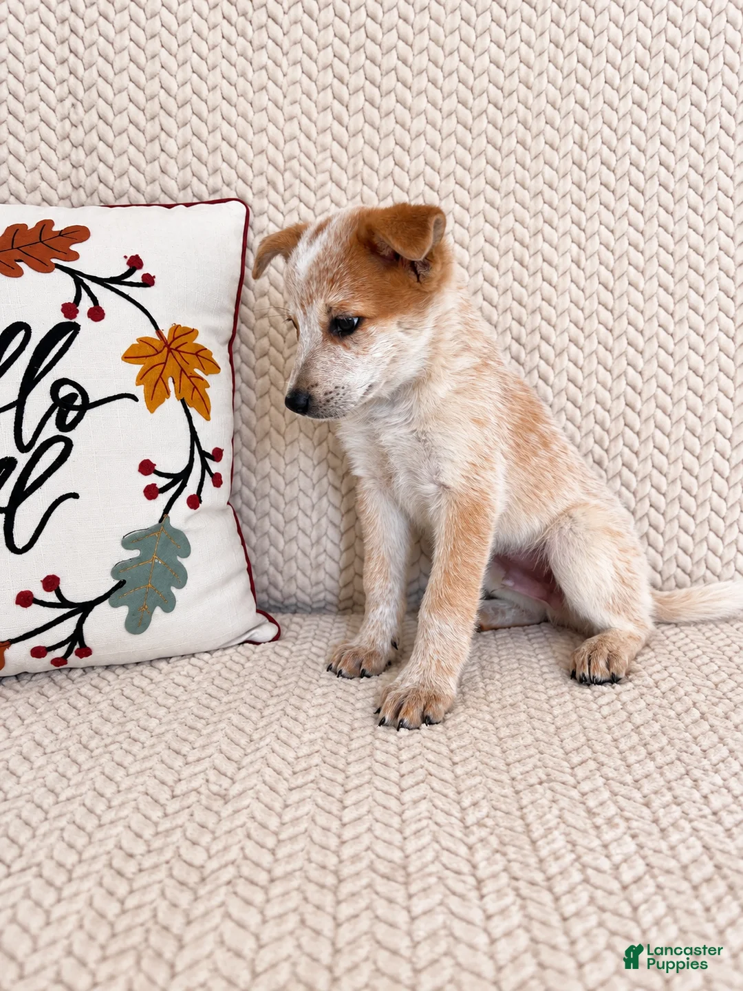 Australian Cattle Dog dogs for sale: Huxley - Ad 2