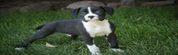 Boxer dogs for sale: Jones - Ad 4