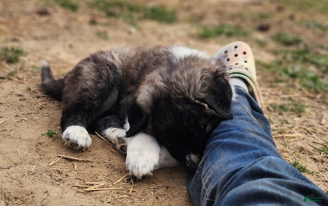 Anatolian Shepherd dogs for sale: Zena 2025 F1 ASD puppy - Ad 12