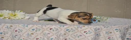 Jack Russell Terrier dogs for sale: Sandy - Ad 2