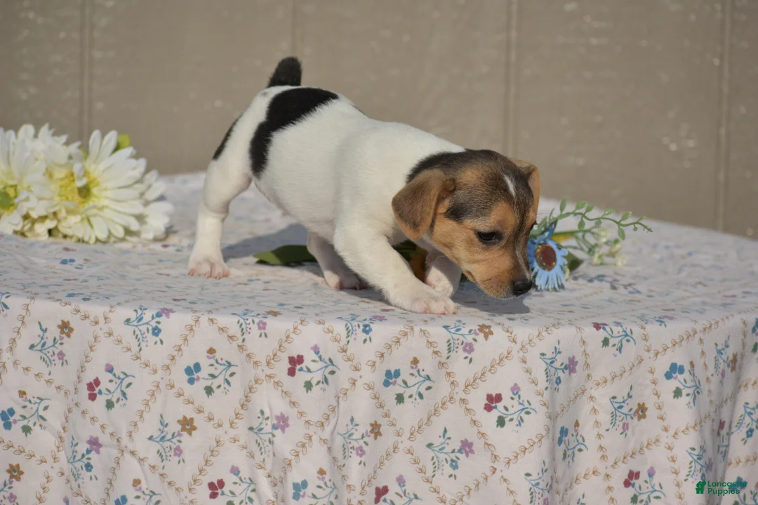 Jack Russell Terrier dogs for sale: Sandy - Ad 2