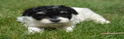 Bernedoodle dogs for sale: Betty Bernedoodle 4 - Ad 4