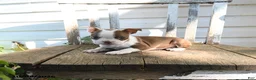 Boston Terrier dogs for sale: Charlotte - Ad 4
