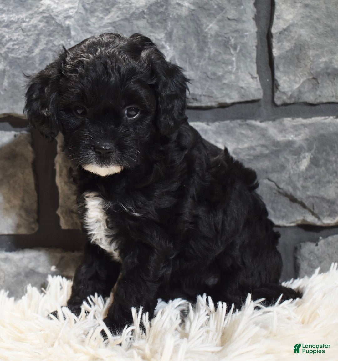 Cavapoo dogs for sale: Skye - Ad 2