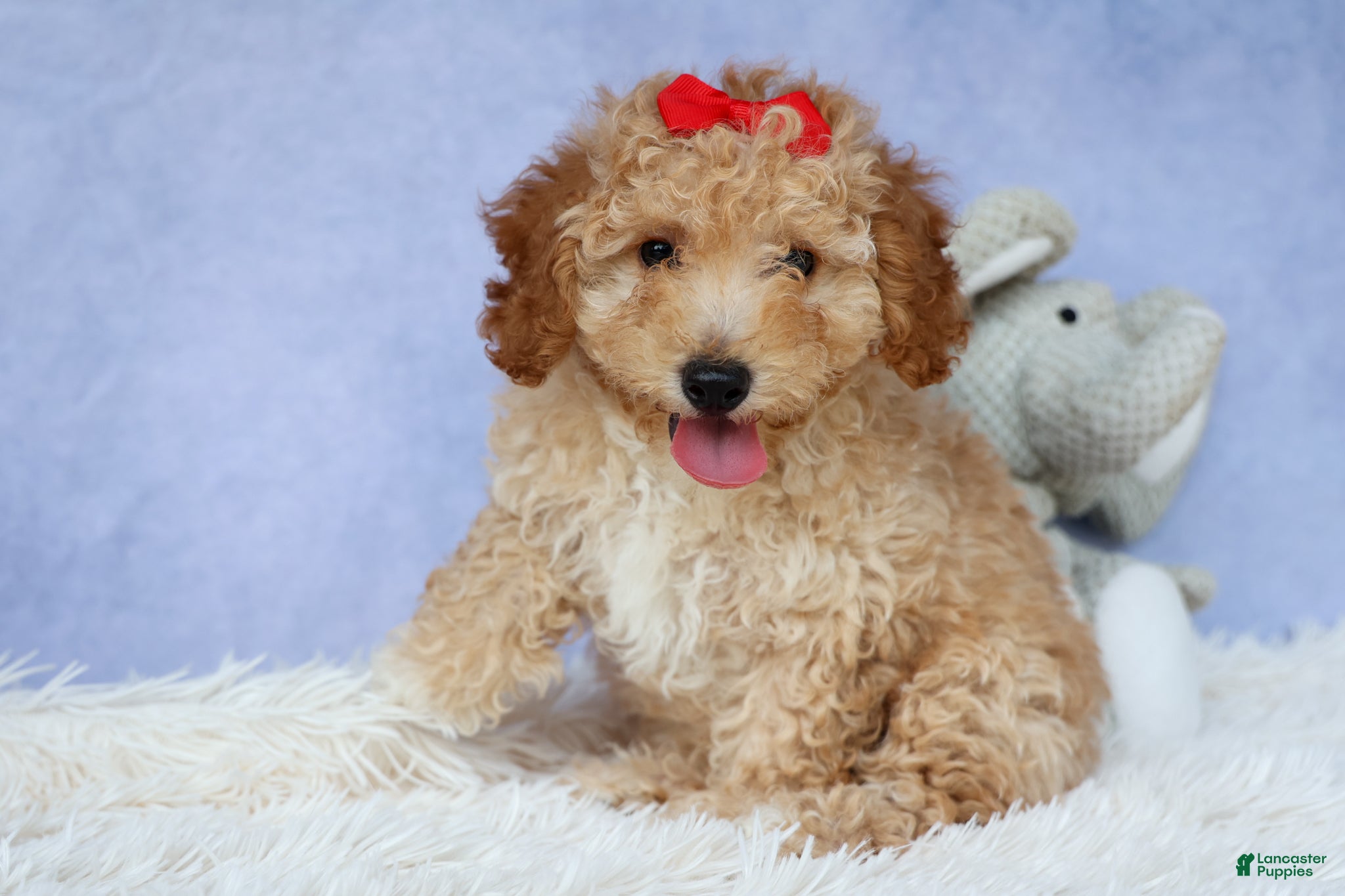 Miniature Poodle dogs WAYLON - Ad 1