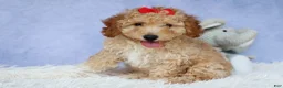 Miniature Poodle dogs for sale: WAYLON - Ad 1