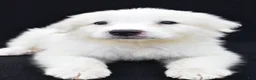 Great Pyrenees dogs for sale: Marvin - Ad 3