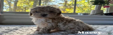Maci