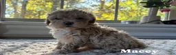 Maltipoo dogs for sale: Maci - Ad 1