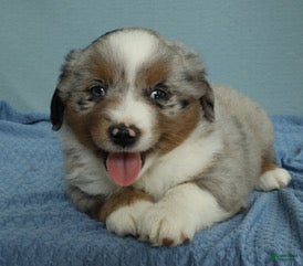 Miniature Australian Shepherd dogs Forrest 🌲 - Ad 2