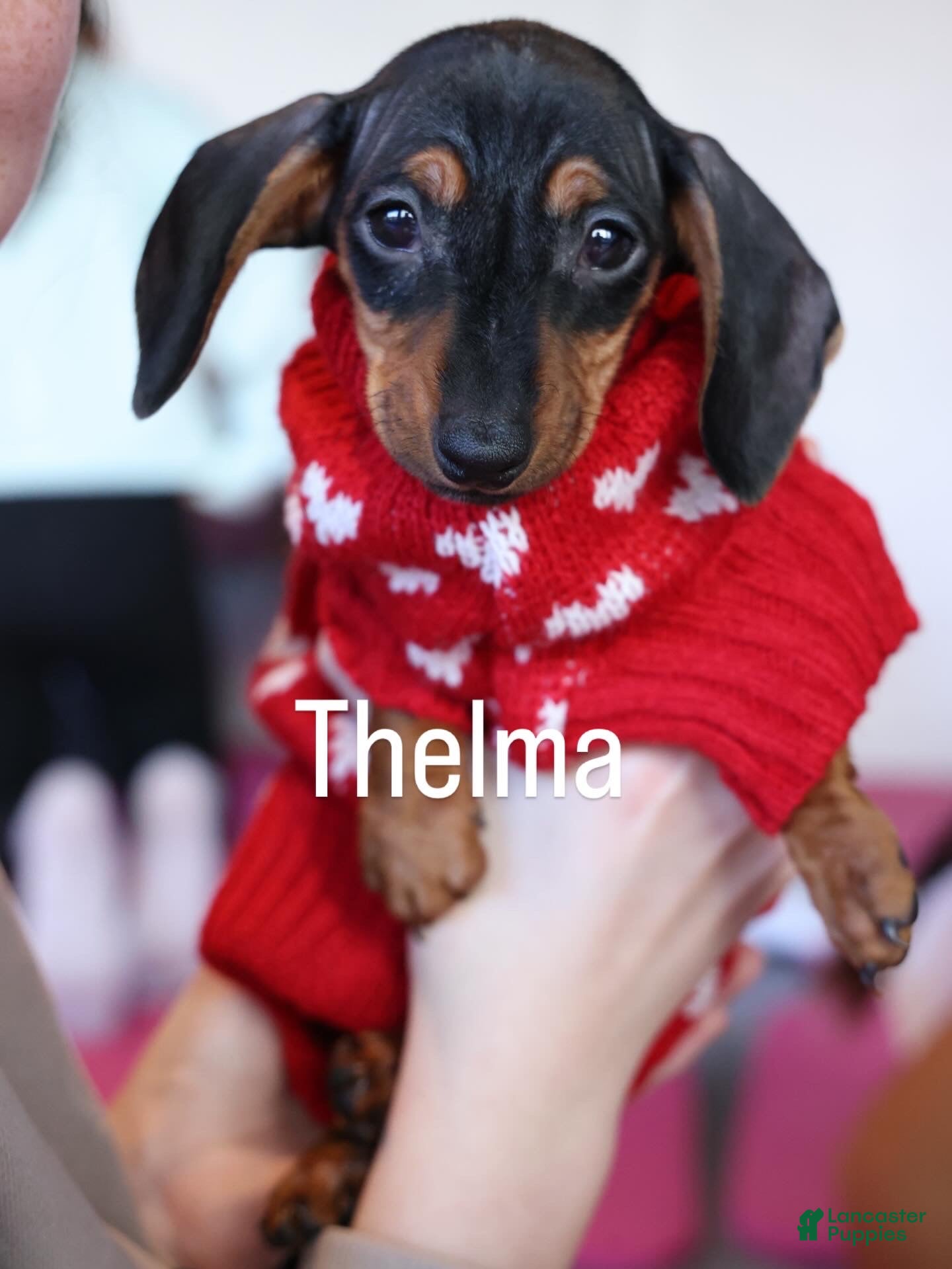 Miniature Dachshund dogs Miniature Dachshund Puppy 3 - Ad 1