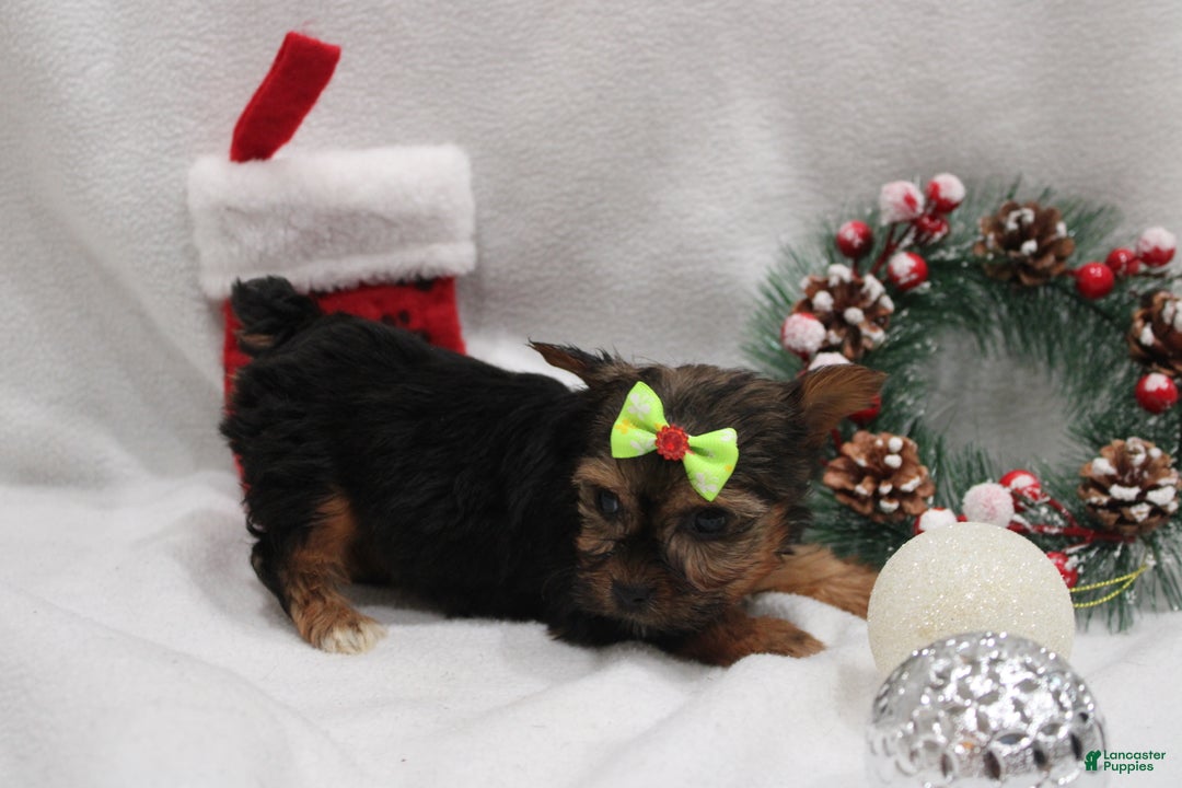 Yorkshire Terrier dogs for sale: Luna  - Ad 4