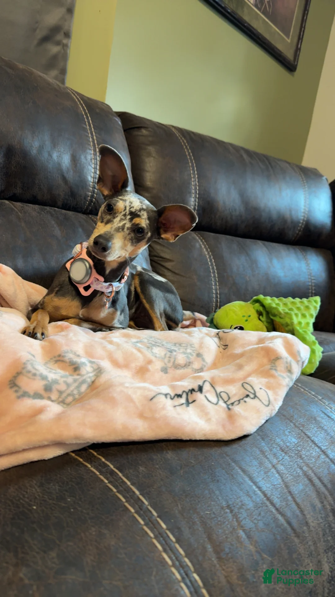 Miniature Pinscher dogs for sale: Miniature Pinscher Puppy 1 - Ad 1