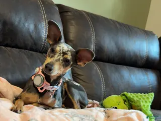 Miniature Pinscher dogs Miniature Pinscher Puppy 1 - Ad 25