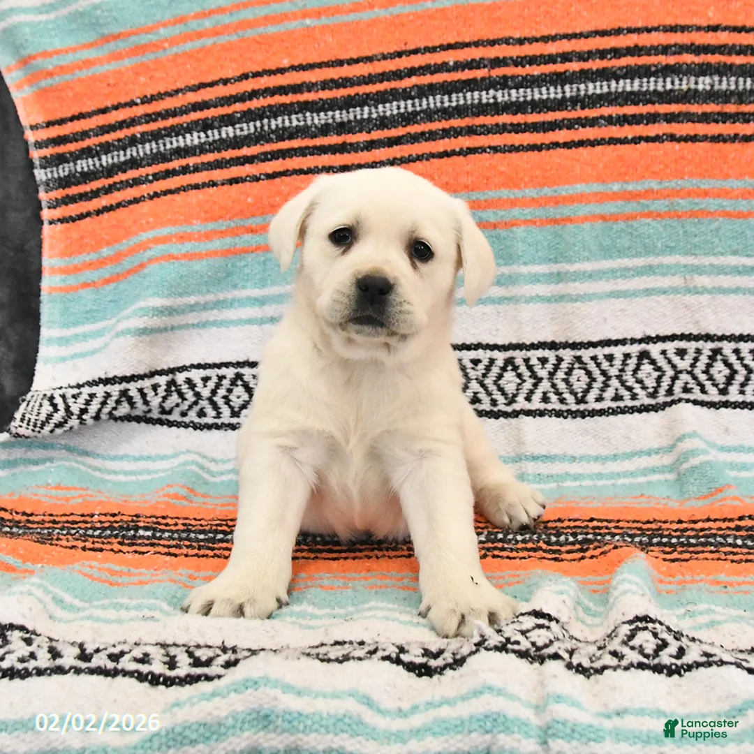 Labrador Retriever dogs for sale: Trixie - Ad 4