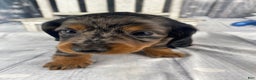 Miniature Dachshund dogs for sale: Dixie - Ad 6