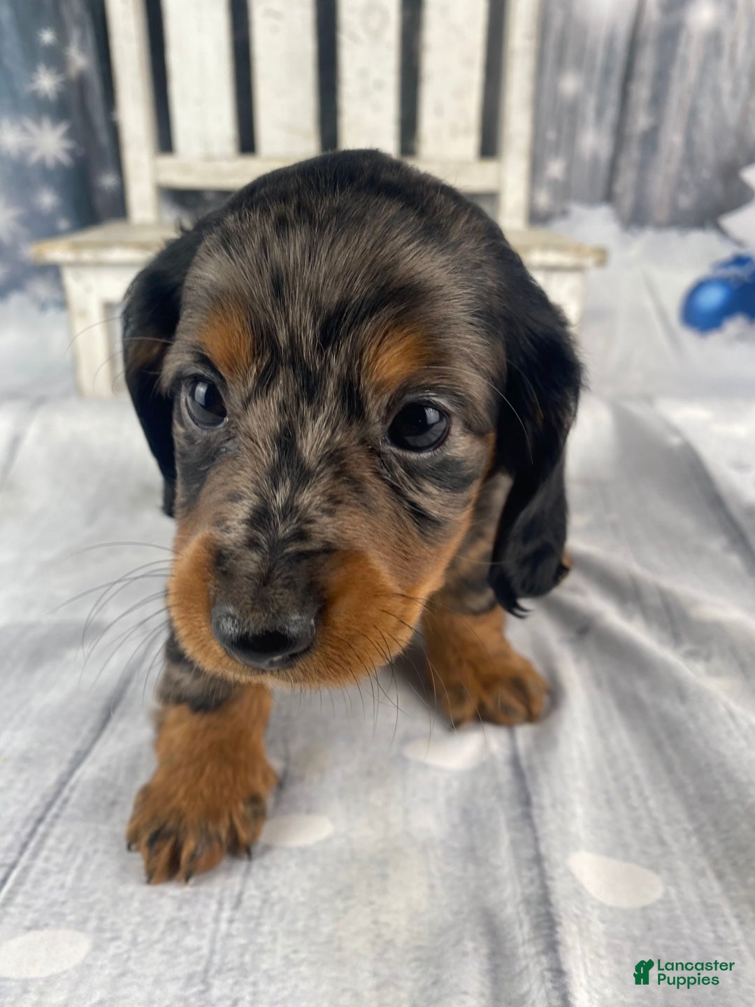 Miniature Dachshund dogs for sale: Dixie - Ad 6