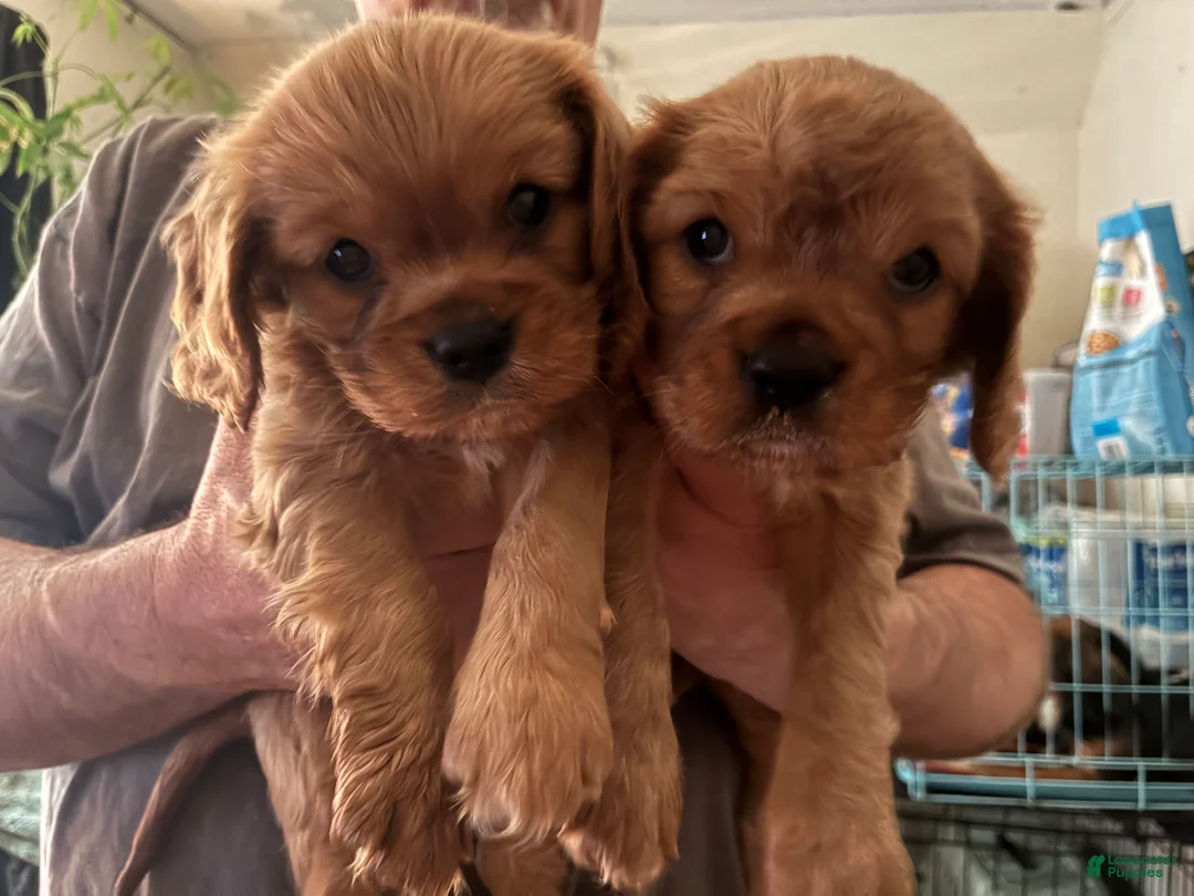 Cavalier King Charles Spaniel dogs for sale: Cavalier King Charles Spaniel Puppy 1 - Ad 1