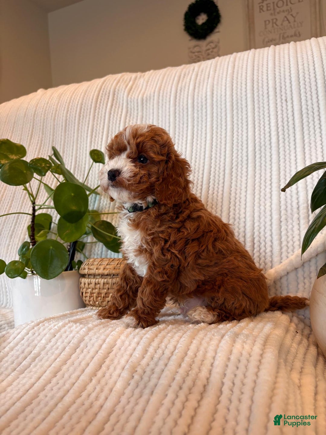 Cavapoo dogs for sale: Bear - Ad 3