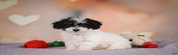 Maltipoo dogs for sale: Archie - Ad 5